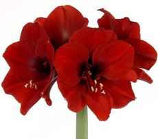 amaryllis flowers, holiday flowers