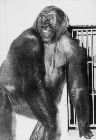 colo oldest gorilla