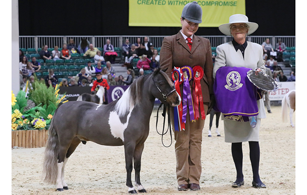Ujeniks Dudes Sombrero Miniature Horse of the Year Championship