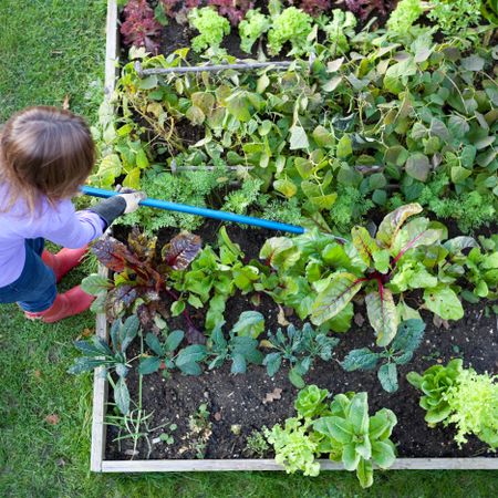 weeding in garden to prevent pests