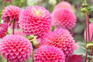 A close-up of pink dahlias