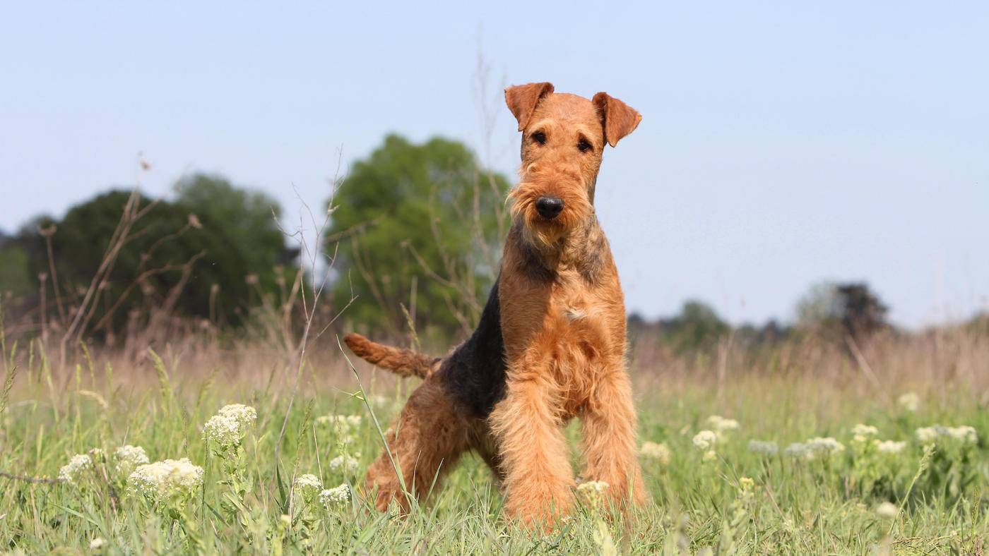 Airedale Terrier