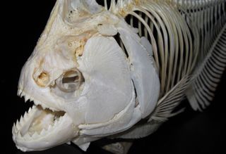 Black piranhas weigh only 2 pounds on average, yet can generate 70 pounds of force.