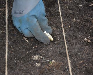 Planting garlic in the soil in autumn