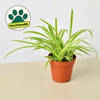 Spider Plant | $22.99 at Walmart