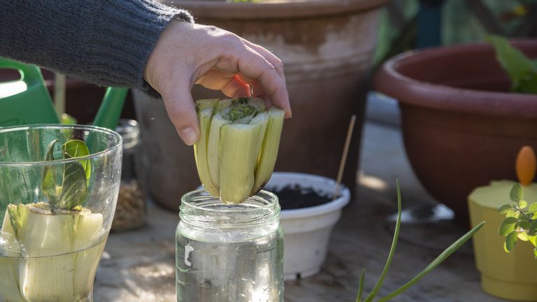 regenerated vegetable root in a jar of water