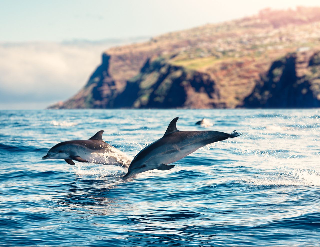 Group of dolphins jumping from the sea .