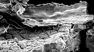 A microscopic image of food crust on a pottery shard.