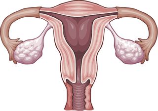 A sketch of the female reproductive system, including the ovaries and uterus.