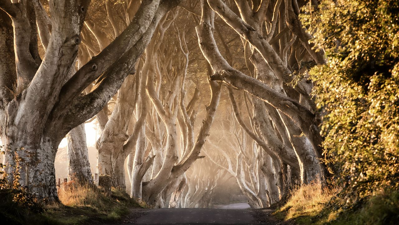 The Dark Hedges