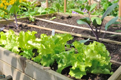 A raised bed with lettuce growing in soil