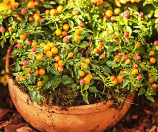 Potted Solanum plant with berries