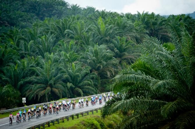 The peloton at the Tour de Langkawi in 2013