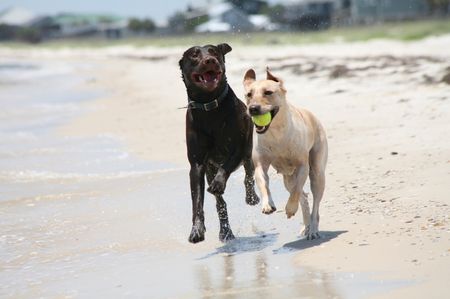 joint care supplement for dogs with Green Lipped Mussel