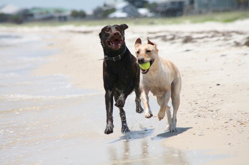 joint care supplement for dogs with Green Lipped Mussel