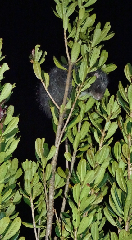 Photograph captured of the giant woolly rat species in a tree.