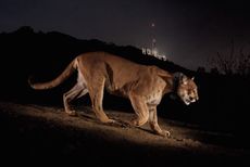 Mountain lions