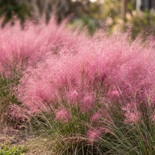Pink Muhly Grass 