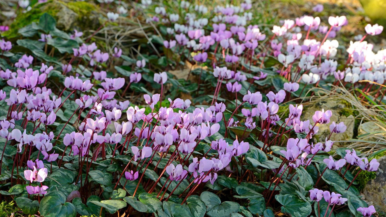 Types of cyclamen 12 varieties for color in spring and fall