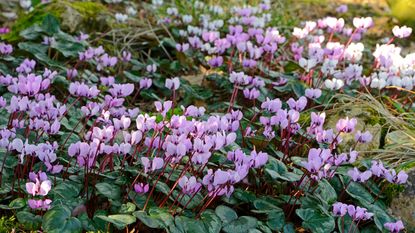 types of cyclamen coum growing in a woodland garden display