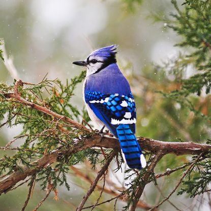 Blue jay sits on tree branch in winter