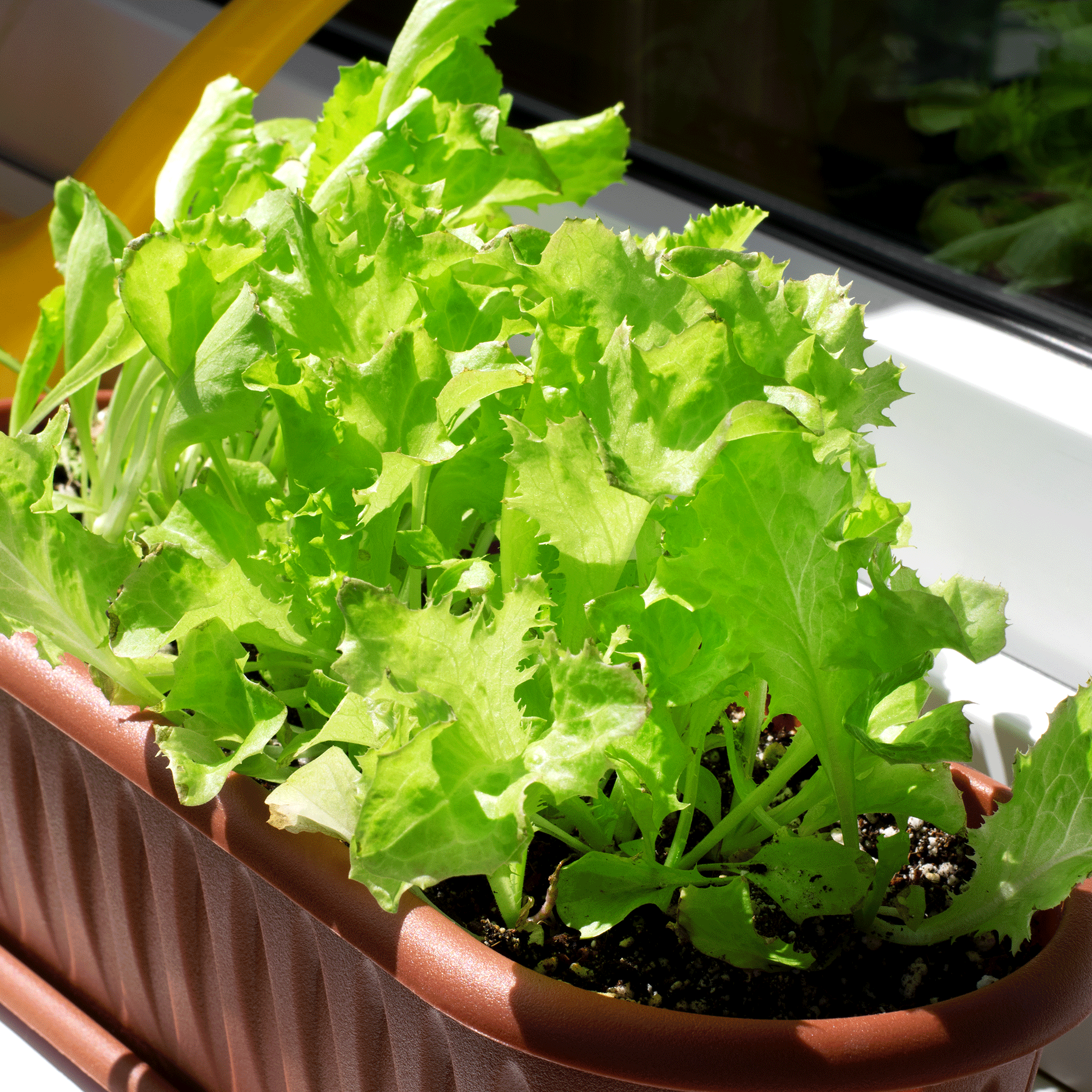 Lettuce in a window box