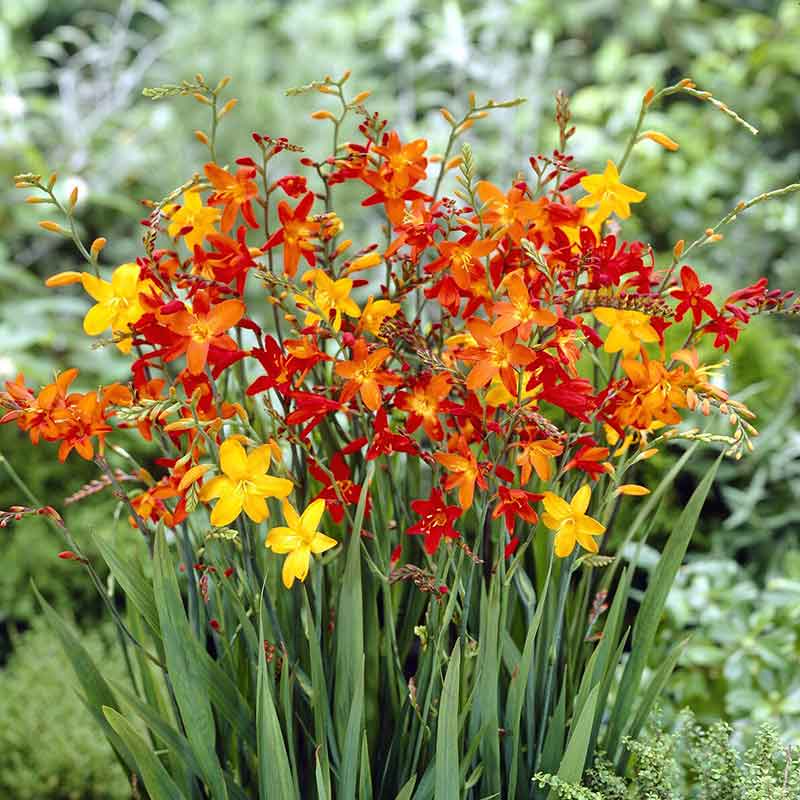 Crocosmia Bulbs - Mix