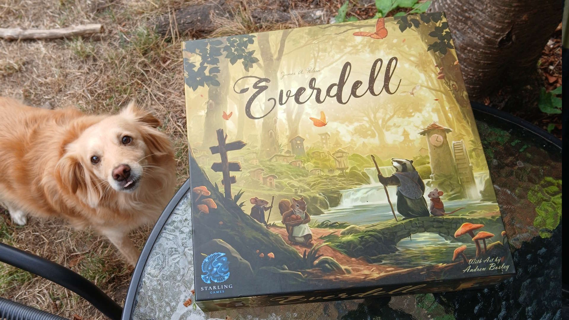 I highly recommend these great family board games, and I think they are essential purchases