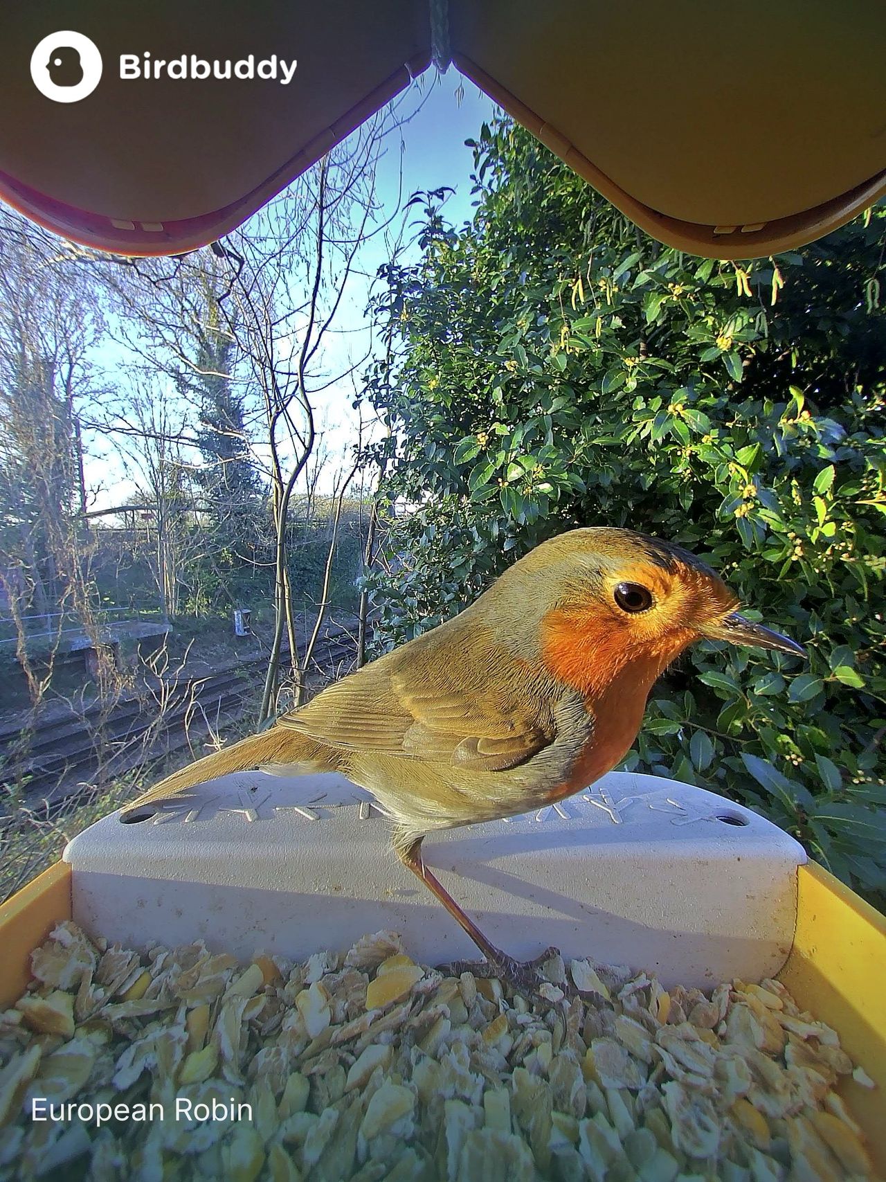 A selection of images of birds and wildlife feeding from the Bird Buddy