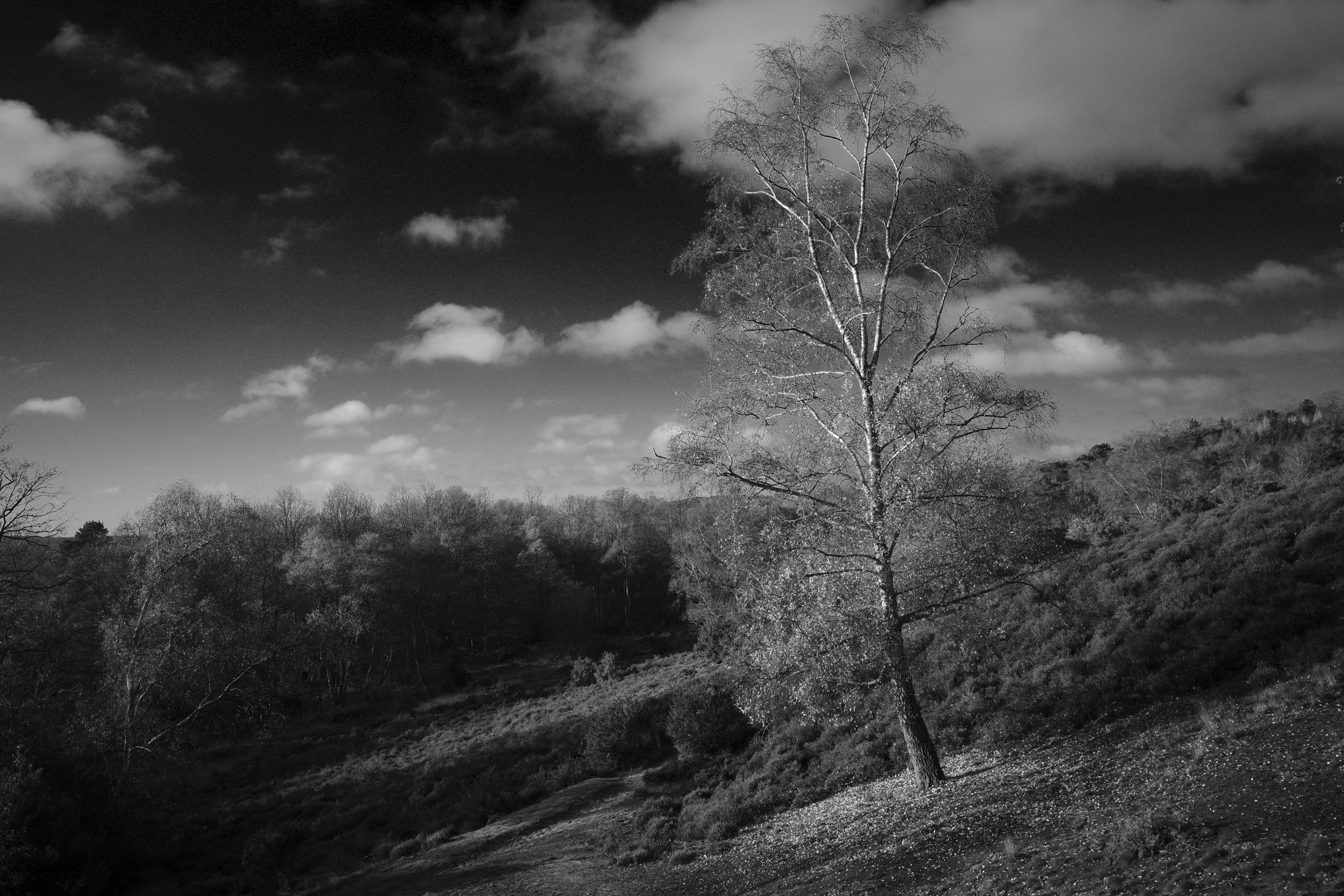 Ricoh GR IV sample gallery: a lone tree on a hillside of a common, black and white