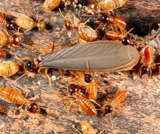 Winged termite and termites