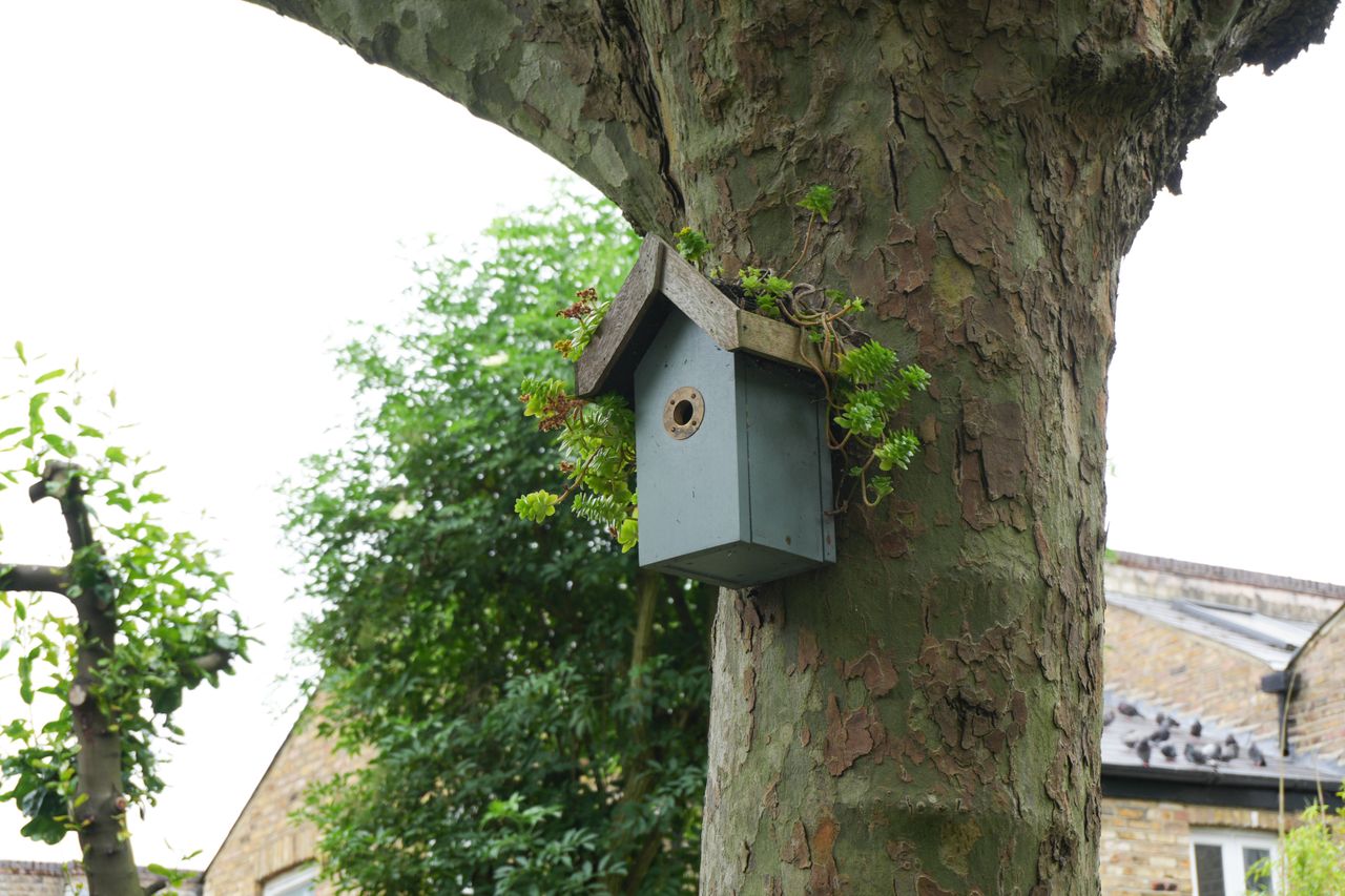 Bird house attached to a tree