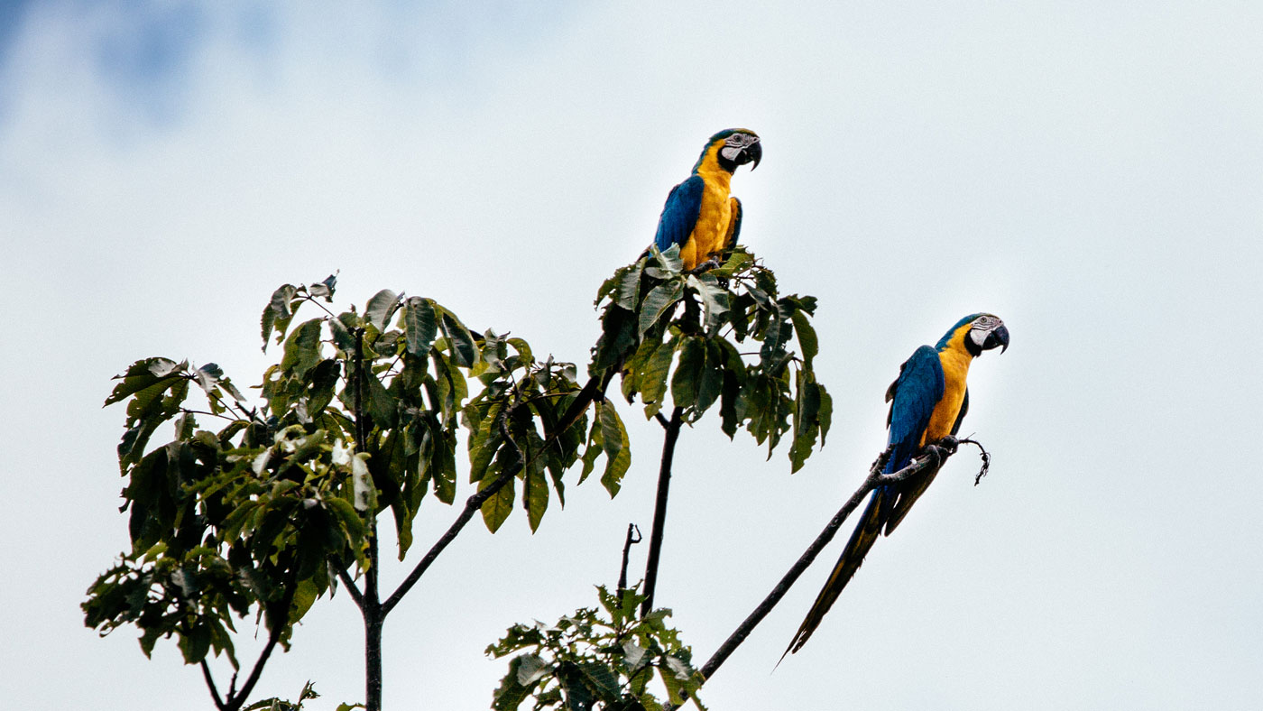 Aria Amazon, Peru cruises