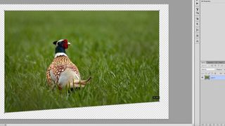 Photo of a pheasant that has been transformed as an individual layer