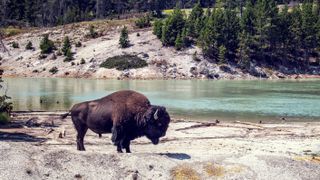 Bison beside river at Yellowstone National Park, Wyoming, USA