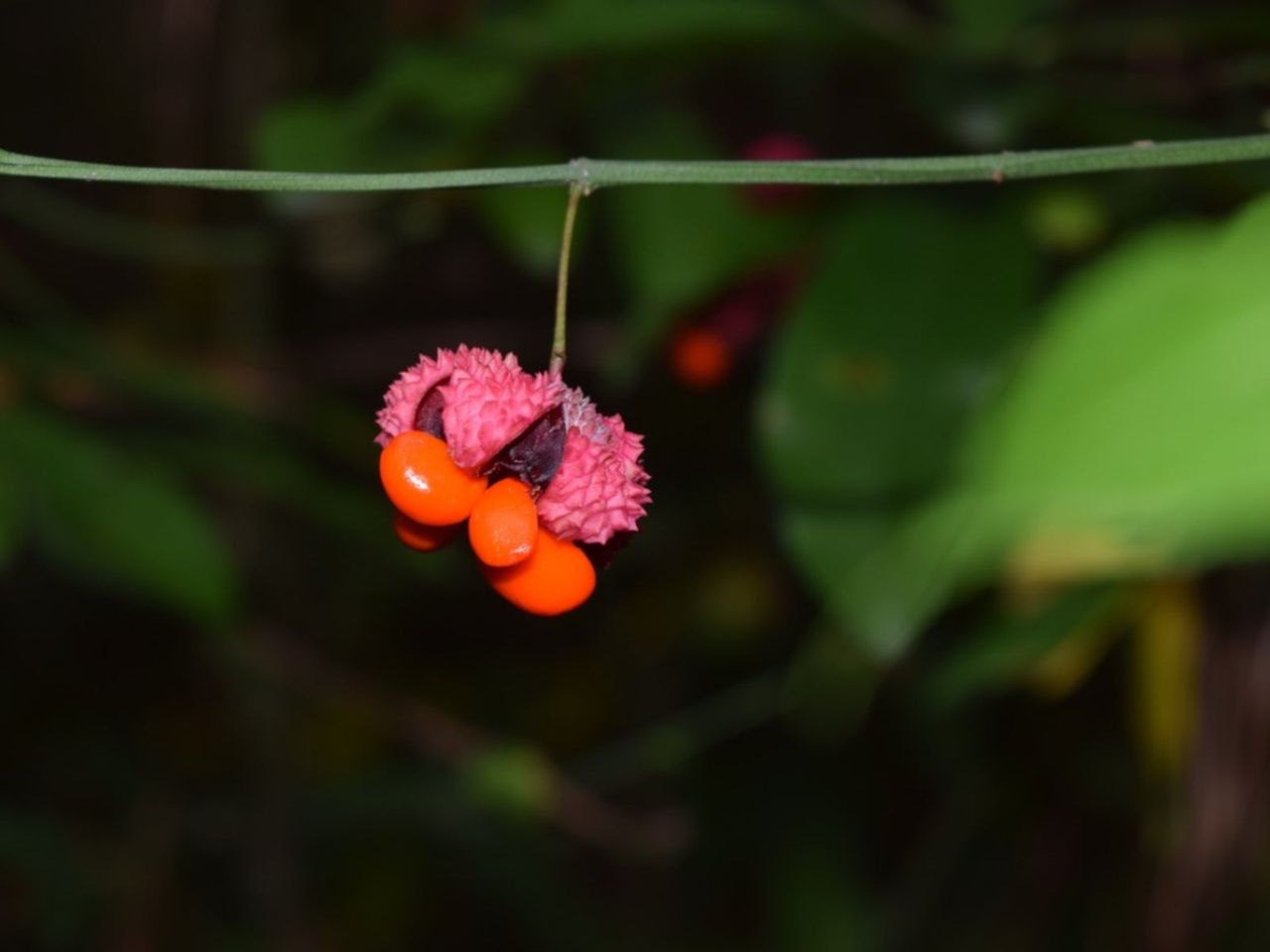 A Strawberry Bush