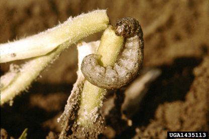 Cutworm On Plant Stem