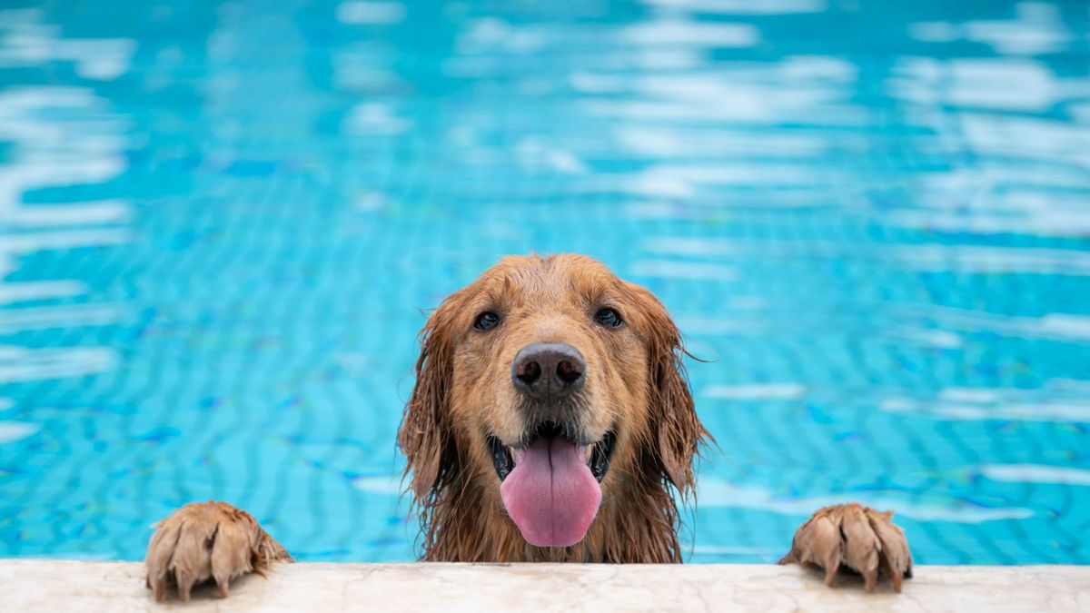 Dog swimming in the pool