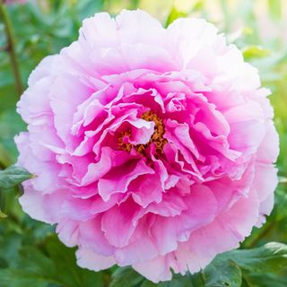 A blooming pink peony, close-up
