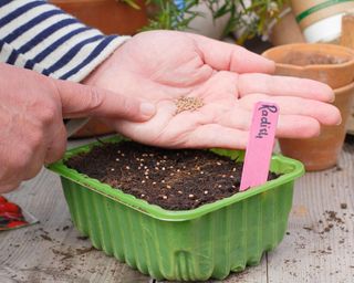 Gardener sows radish seeds over the surface of potting mix