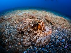 Close-up of a common octopus (Octopus vulgaris).