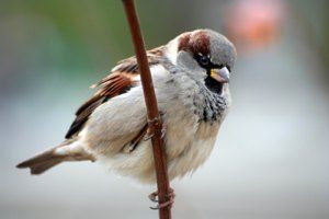 house sparrow