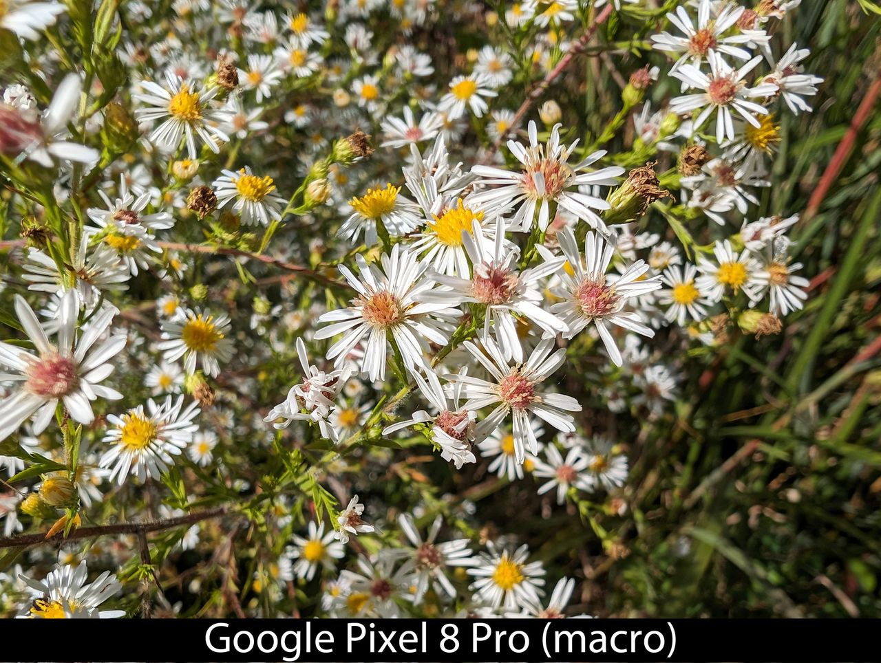 Camera samples from the Google Pixel 8 Pro
