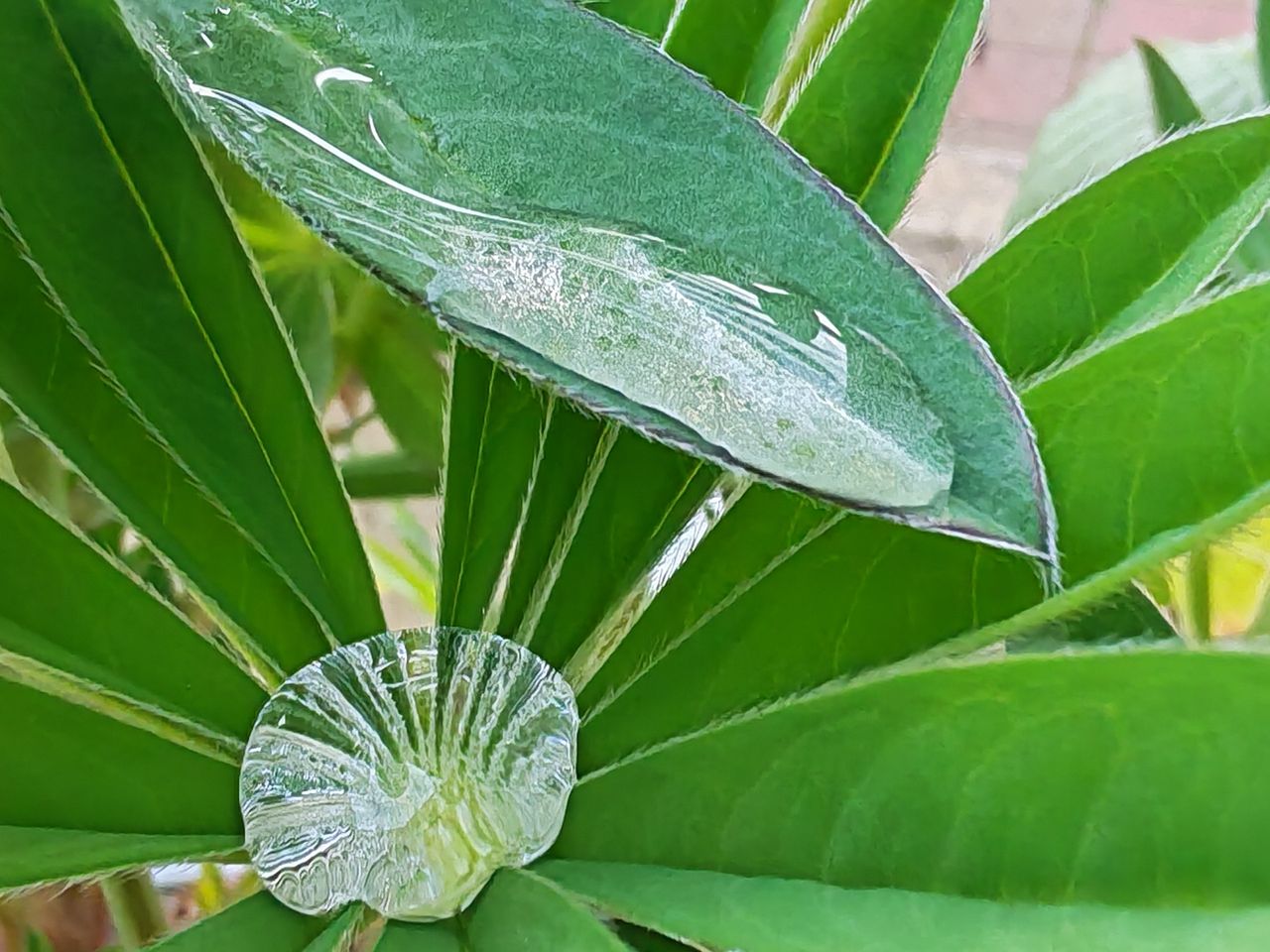 A closeup shot of droplets resting in the leaves of some lupines.
