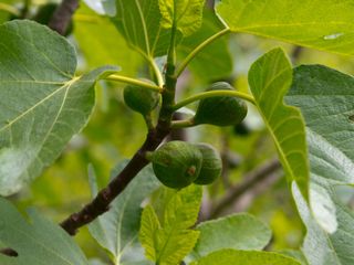 fig tree with fruit