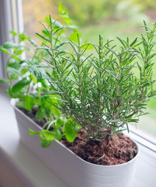 Fresh basil, mint and rosemary growing in a large white planter on windowsill indoors