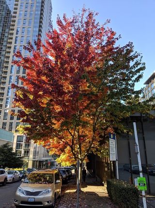 Google Pixel 3 photo sample