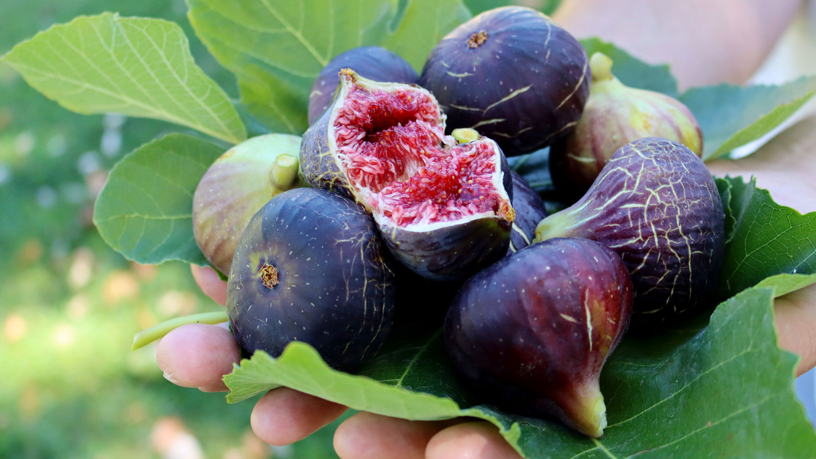 figs harvested being held in somebody's hand