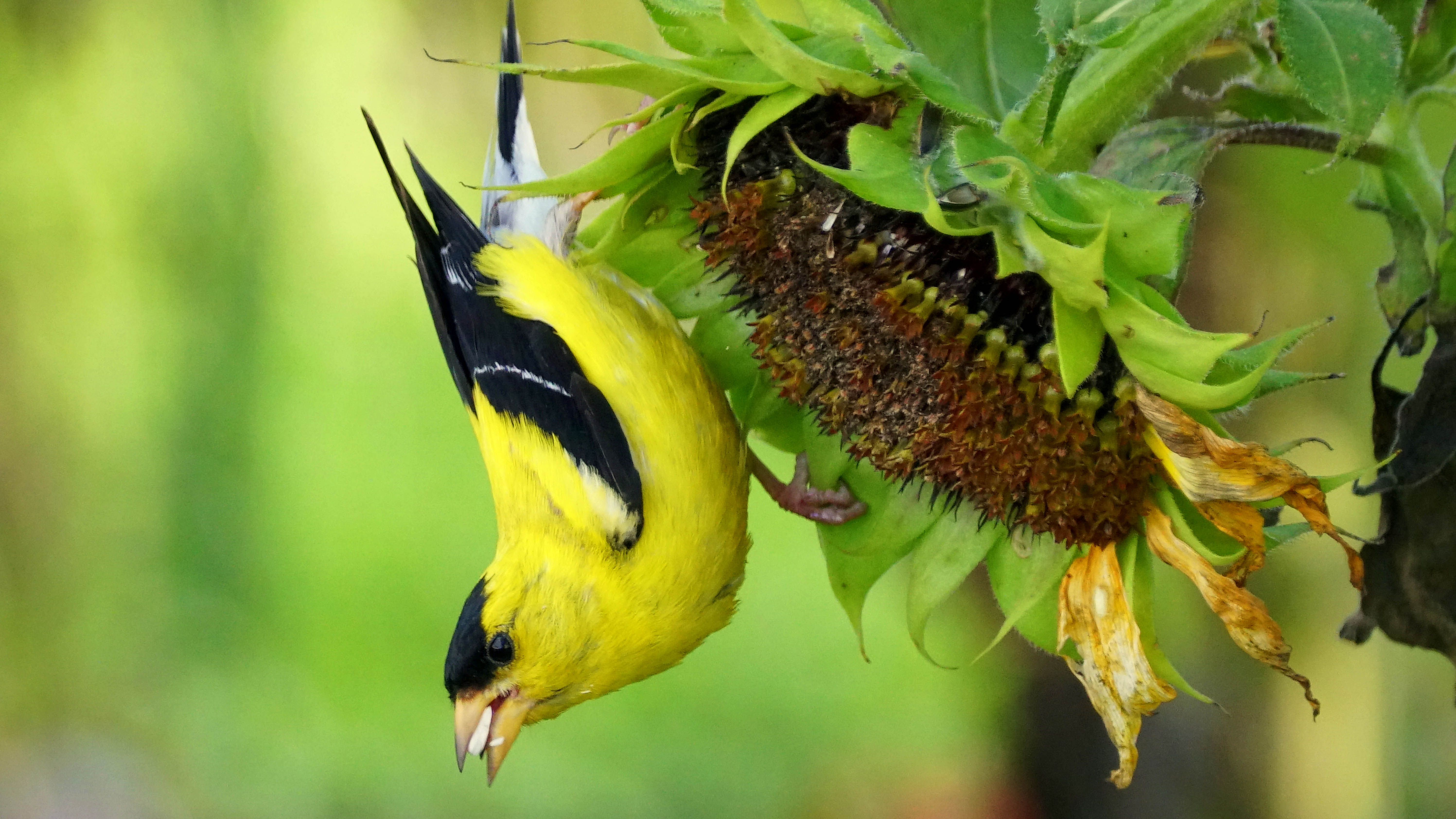 An American goldfinch eating sunflower seeds