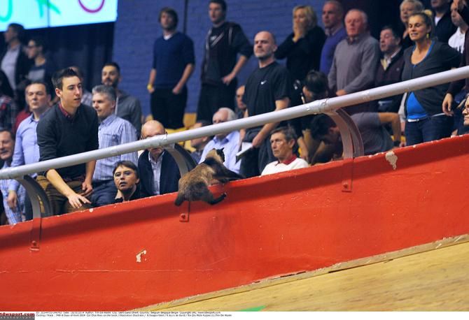 The cat made a quick escape into the stands in the Kuipke